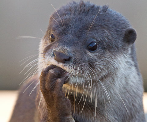 thinking-otter-1